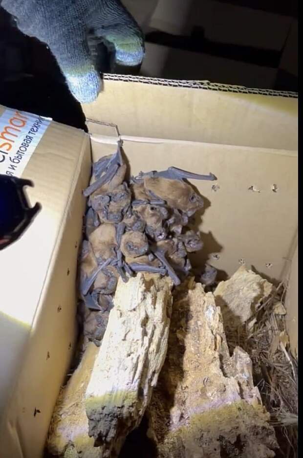 🦇Во дворе одного из домов в Донецке рухнуло дерево, внутри которого зимовали