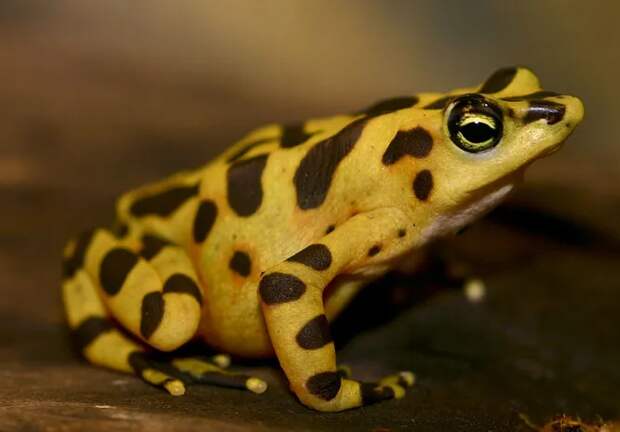 Atelopus onorei. Необычная лягушка с яркой пятнистой окраской у одних может вызвать умиление, у других — отвращение. Так или иначе, обитающие на территории Эквадора  A.  onorei весьма плохо изучены биологами, и в первую очередь из-за постоянно сокращающейся популяции