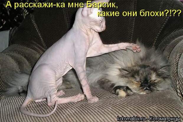 Мысли вслух :)