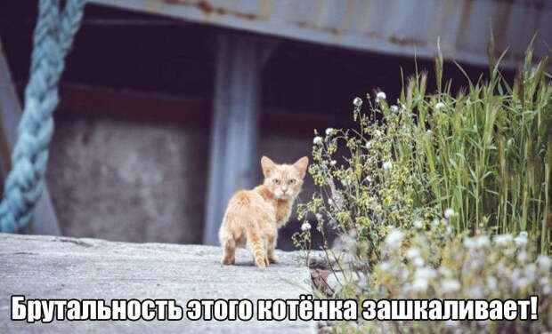 1453486520_foto-10