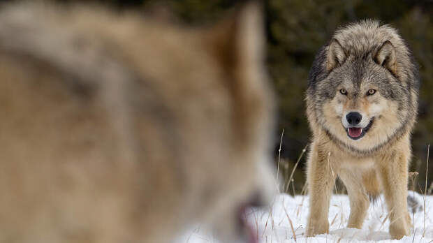 Британский зоопарк усыпил целую стаю волков