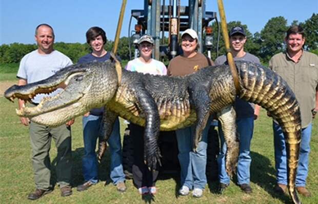 454-292-Mississippi_giant_alligator.jpg