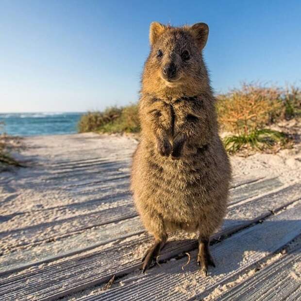 Детеныш квокки с милыми лапками