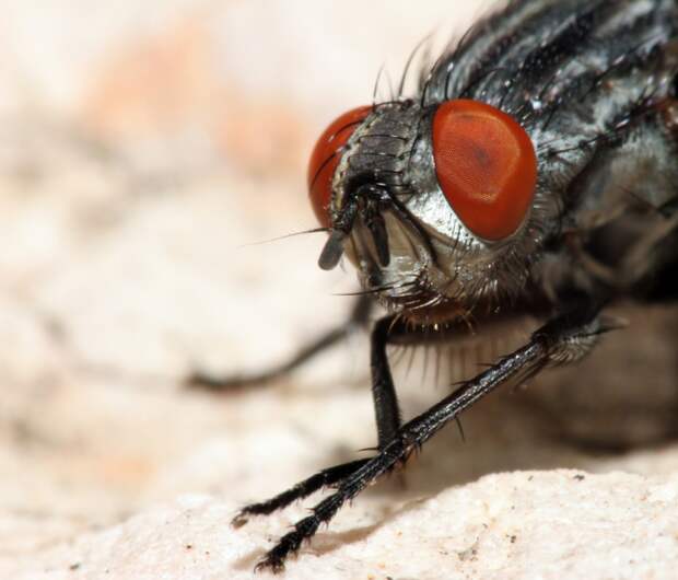 26. WD-40 отлично спасает от насекомых! Спрей даже эффективно убивает тараканов! wd-40, эффективные способы использования
