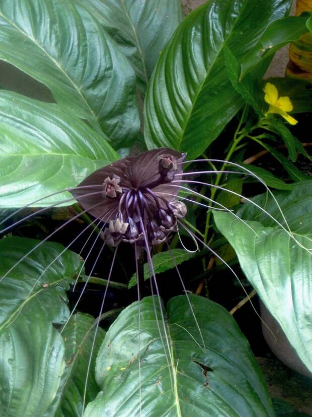 Такка или 'цветок летучая мышь'