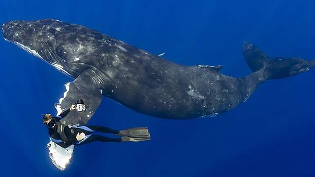 Властители нашей планеты