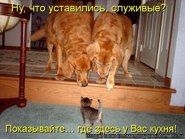 Лучшие котоматрицы недели Лучшие котоматрицы недели