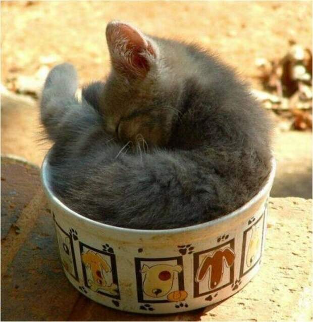 Милейшие котики принимающие любую форму