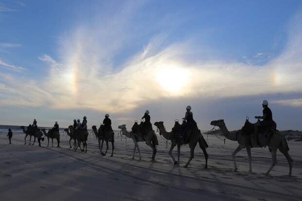 Светофоры для верблюдов установили в пустыне Китая