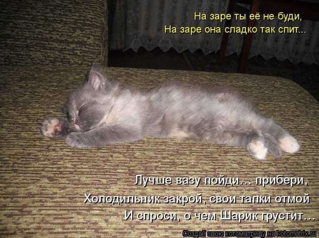 Лучшие котоматрицы недели (50 фото)