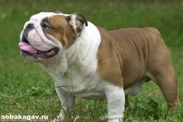 Английский бульдог собака. Описание, особенности, уход и цена английского бульдога