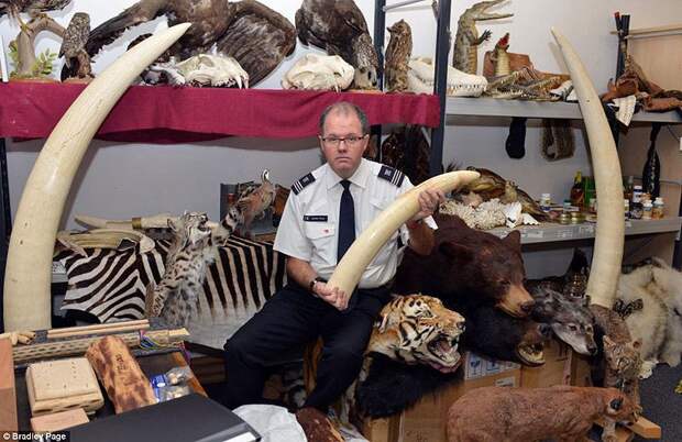 Разнообразие конфискованной контрабанды в аэропорту Лондона аэропорт, контрабанда, конфискация, Лондон, таможня