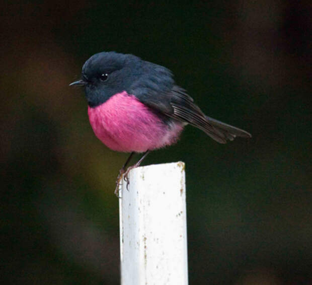 Малиновогрудая петроика - маленькая австралийская птичка