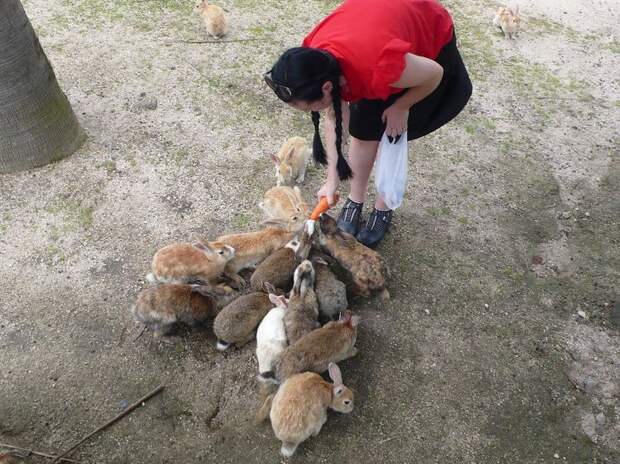 rabbitisland03 rabbitisland03 Окуносима – остров кроликов