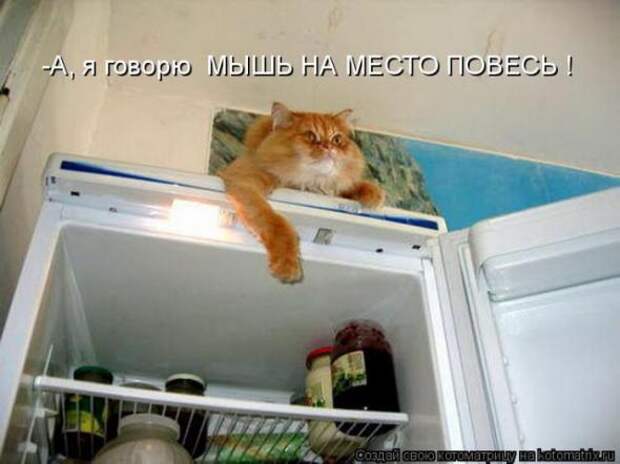 Котоматрицы(картинки с надписями)