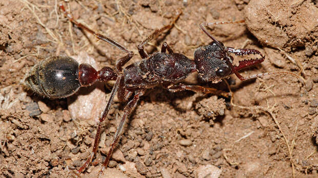 Ученые узнали, как ночные муравьи находят дорогу по Луне