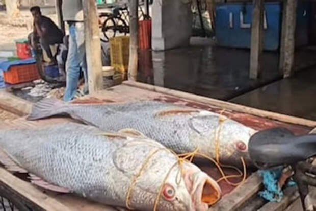 Рыбаки в Индии продали две редкие рыбы вида Telia Bhola за $3800