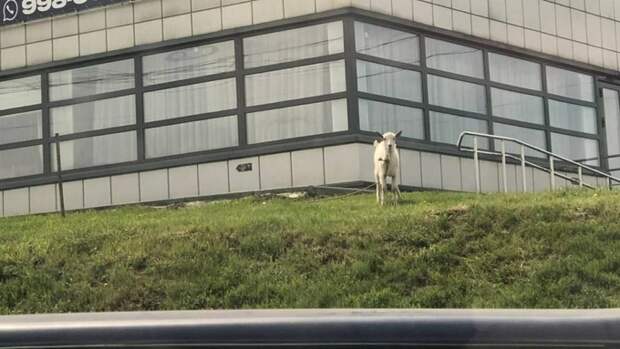 В Барнауле бородатый козел пасется у ресторана и смотрит на всех свысока