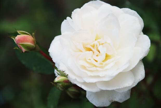 Розы флорибунда сорта фото описание