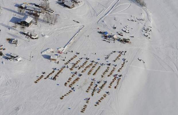 Гонка на собачьих упряжках Iditarod 2013