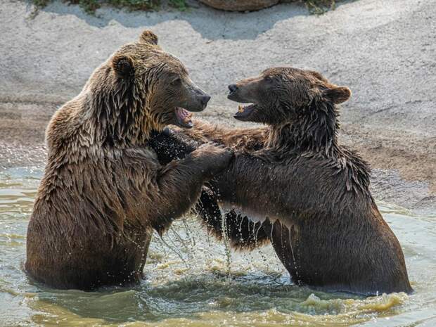 В Сыктывдинском районе Коми стартовал сезон охоты на медведя и на другие виды дичи
