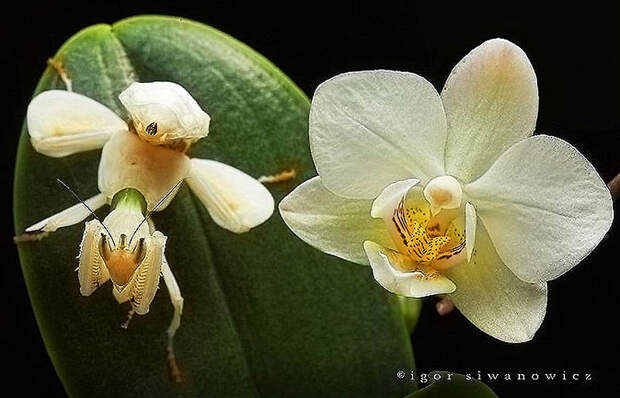 1758 Орхидейные богомолы