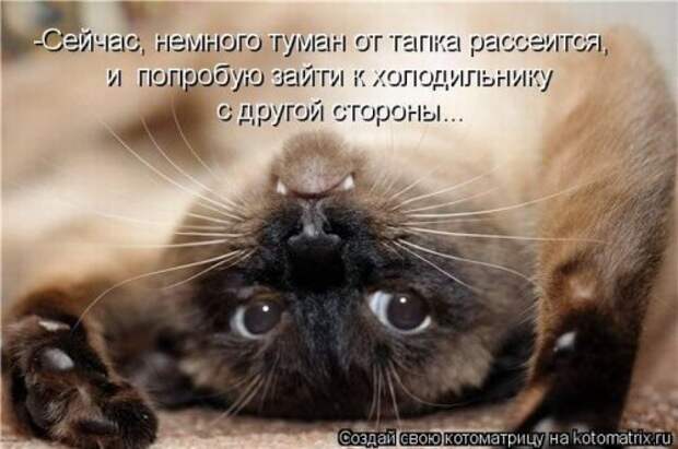 Забавные котоматрицы