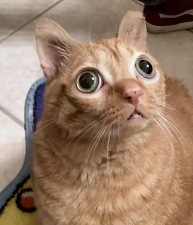 В США обнаружили самого «удивленного» кота