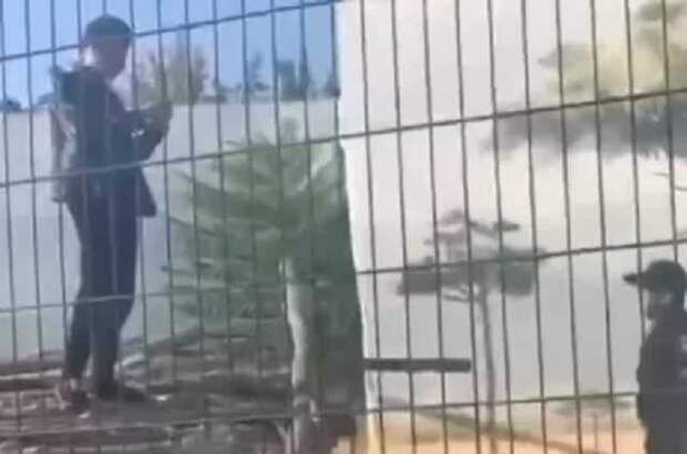 Слабоумие и отвага: пьяный одессит забрался в вольер с львами
