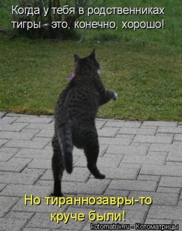Забавные котоматрицы