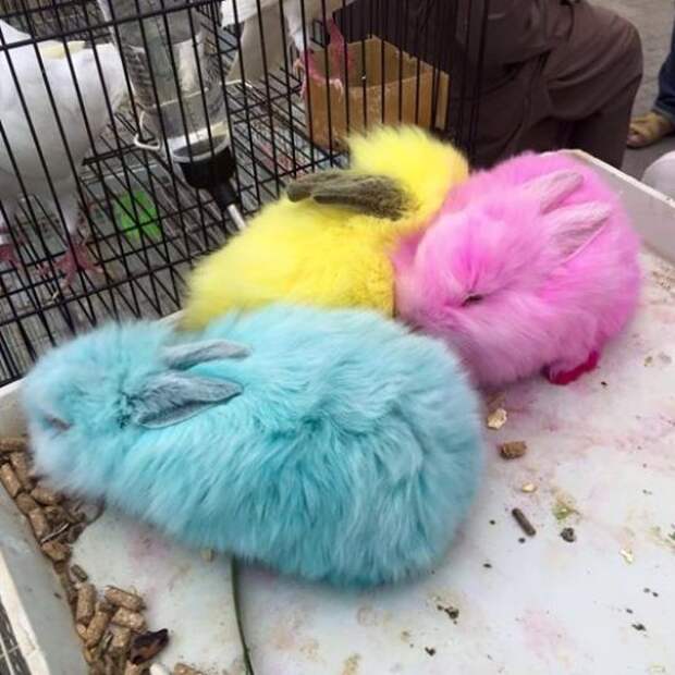 цветные кролики и цыплята