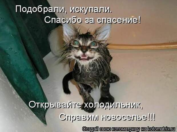 Лучшие котоматрицы недели