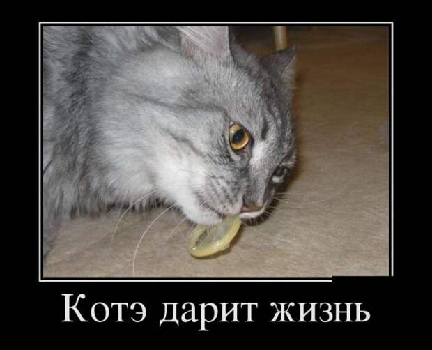 Демотиваторы