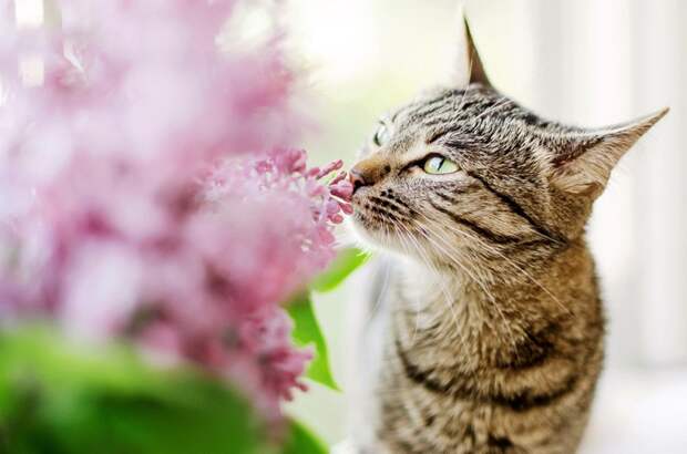 NewPix.ru - Кошки и притягательные ароматы цветов