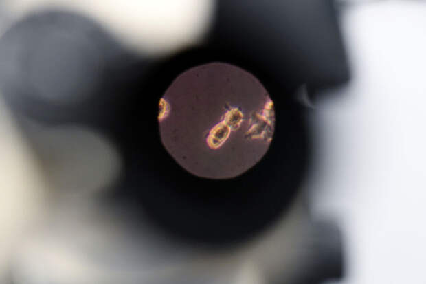 Найденный вирус пролил свет на тайну происхождения сложной жизни