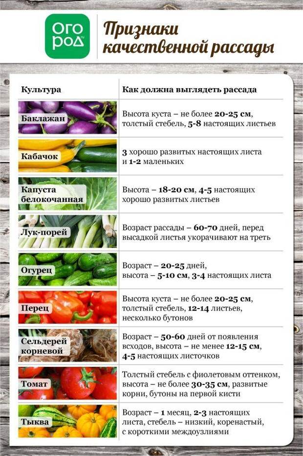 Признаки качественной рассады овощей