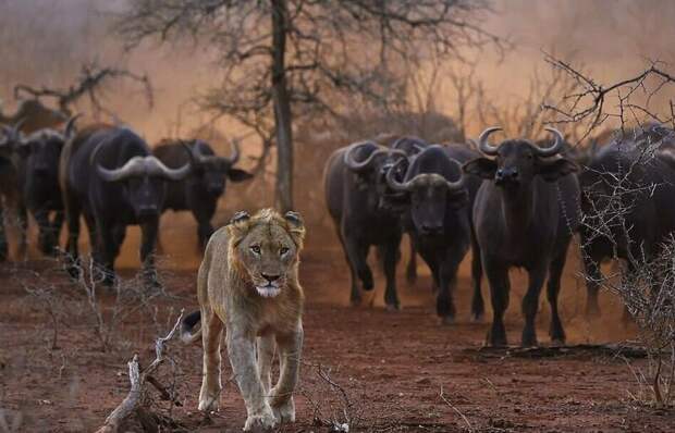 Волнующий момент: Стадо буйволов преследует львов