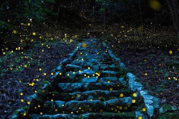 Лучшие фотографии природы National Geographic 2017 Лучшие фотографии природы National Geographic 2017