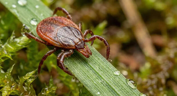 Клещи в Подмосковье вышли на охоту: зарегистрирован первый укус