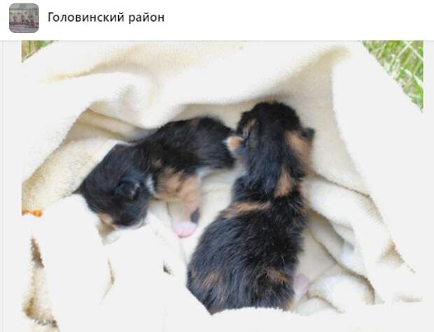 В Головинском для брошенных котят нашлась новая «мама»