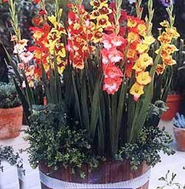 iptmuMGYusg (250x255, 62Kb)