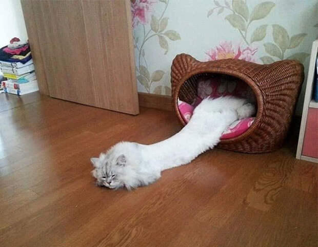 Котики растаяли от жары