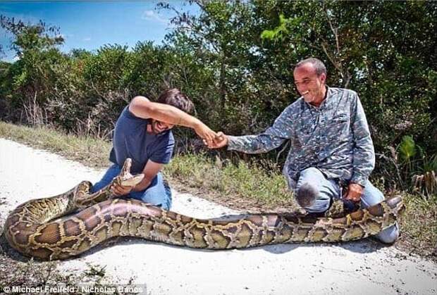 Охотники на змей поймали во Флориде пятиметрового питона! змееловы, змеи, знатная добыча, тигровый питон