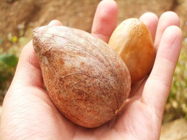 косточка авокадо как кушать