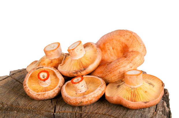 Рыжики &amp;mdash; грибы первой категории