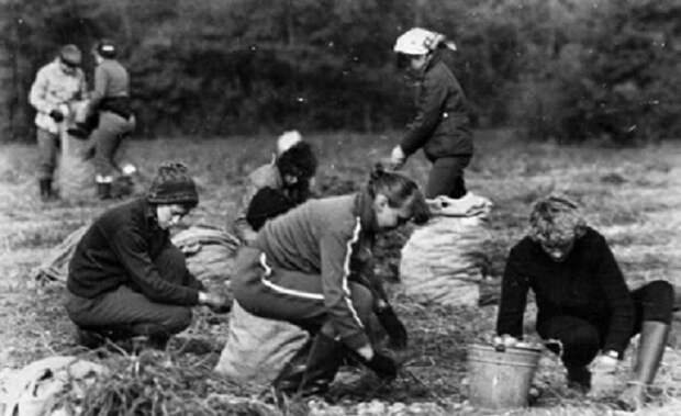 9. Сельхозработы детство, ностальгия, труд
