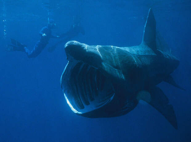 Гигантская акула 