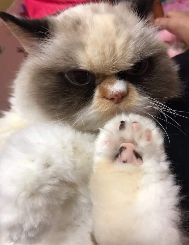 Кошка тянет лапу Кошка и лапа