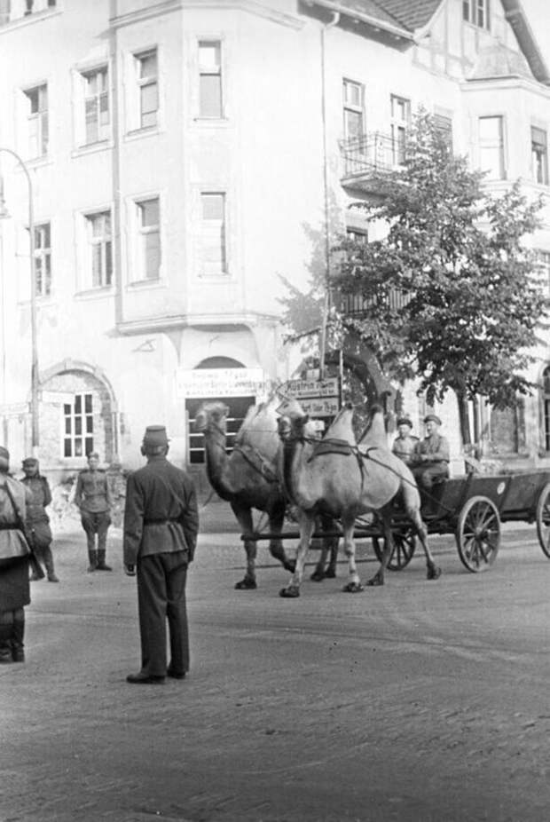 Советская повозка, запряженная верблюдами в Берлине.12.07.1945