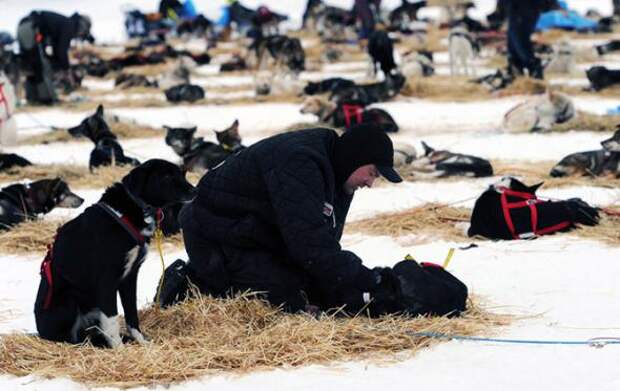 Гонка на собачьих упряжках Iditarod 2013